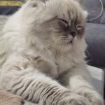 فروش گربه