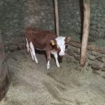 گوساله