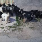 بز و کهره