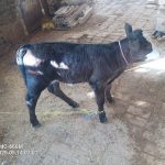 گاو سیمنتال شرابی باگوساله