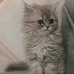 بچه گربه پرشین بلو