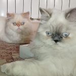 گربه پرشین فلت نر و ماده