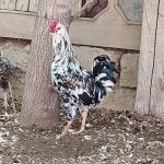 مرغ و خروس گلین اصیل