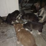 توله سگ هاسگی