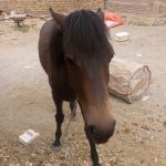 اسب 12ماهه داره میره تو یک سال