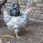 مرغ و خروس گلین اصیل