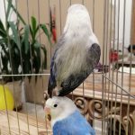 طوطی برزیلی مولد و جوجه کتوله