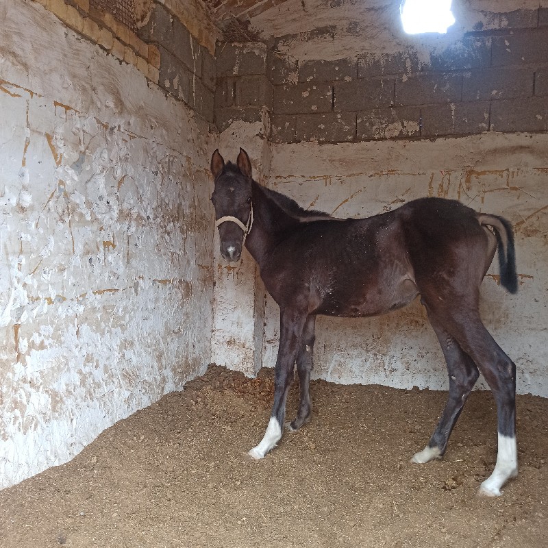 کره اسب نریان