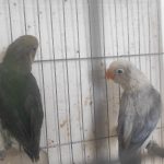 طوطی برزیلی سرلاکی،یووینگ،پاربلو،اوپلاین گرین،مارال