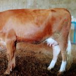 گاو سیمنتال شرابی باگوساله