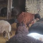 گوسفند زنده با قیمت خوب با همراه قصاب