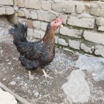 مرغ گلین کرچ اصیل