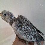 جوجه عروس هلندی ومولد