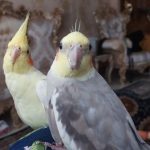 عروس هلندی نروماده سخنگو