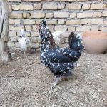 مرغ گلین کرچ اصیل