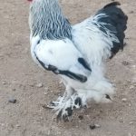 دوعدد خروس برهما مشکی و سفید