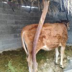 گاو (گوساله )