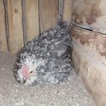 مرغ گلین کرچ اصیل