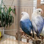 طوطی برزیلی مولد و جوجه کتوله