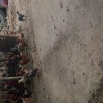 مرغ خروس فروشی