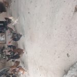 مرغ خروس فروشی