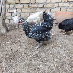 مرغ و خروس گلین اصیل