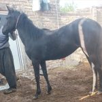 کره مادیان درهشور سیاه تک نشان ۱۰ماهه