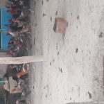 مرغ خروس فروشی