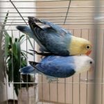 طوطی برزیلی مولد و جوجه کتوله