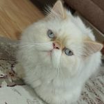 گربه پرشین فلت نر و ماده