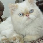 گربه پرشین فلت نر و ماده