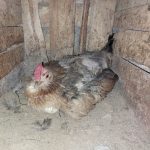 مرغ گلین کرچ اصیل