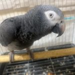 طوطی کاسکو دم شکلاتی