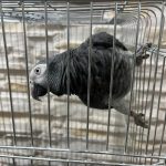 طوطی کاسکو دم شکلاتی