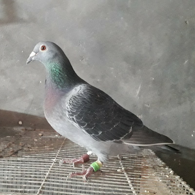 مقام 23بازرگان