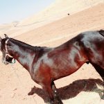 اسب مشکی