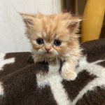 بچه گربه پرشین و سوپر فلت