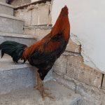 مرغ و خروس لاری . فقط نقد