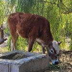 گاو (گوساله )