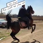 کره اسب ماده ترکی