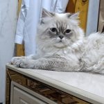 فروش گربه