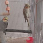 عروس هلندی مولد