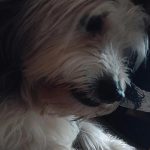 واگذاری سگ نر