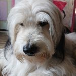 واگذاری سگ نر