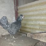 مرغ و خروس گلین اصیل