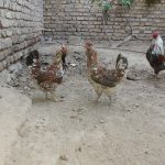 مرغ و خروس گلین اصیل