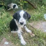 واگذاری توله های دال میشن و بومی