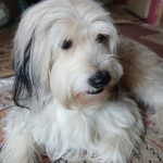 واگذاری سگ نر