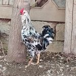 مرغ و خروس گلین اصیل