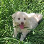 واگذاری توله های سگ مالتیز سفید و‌مشکی